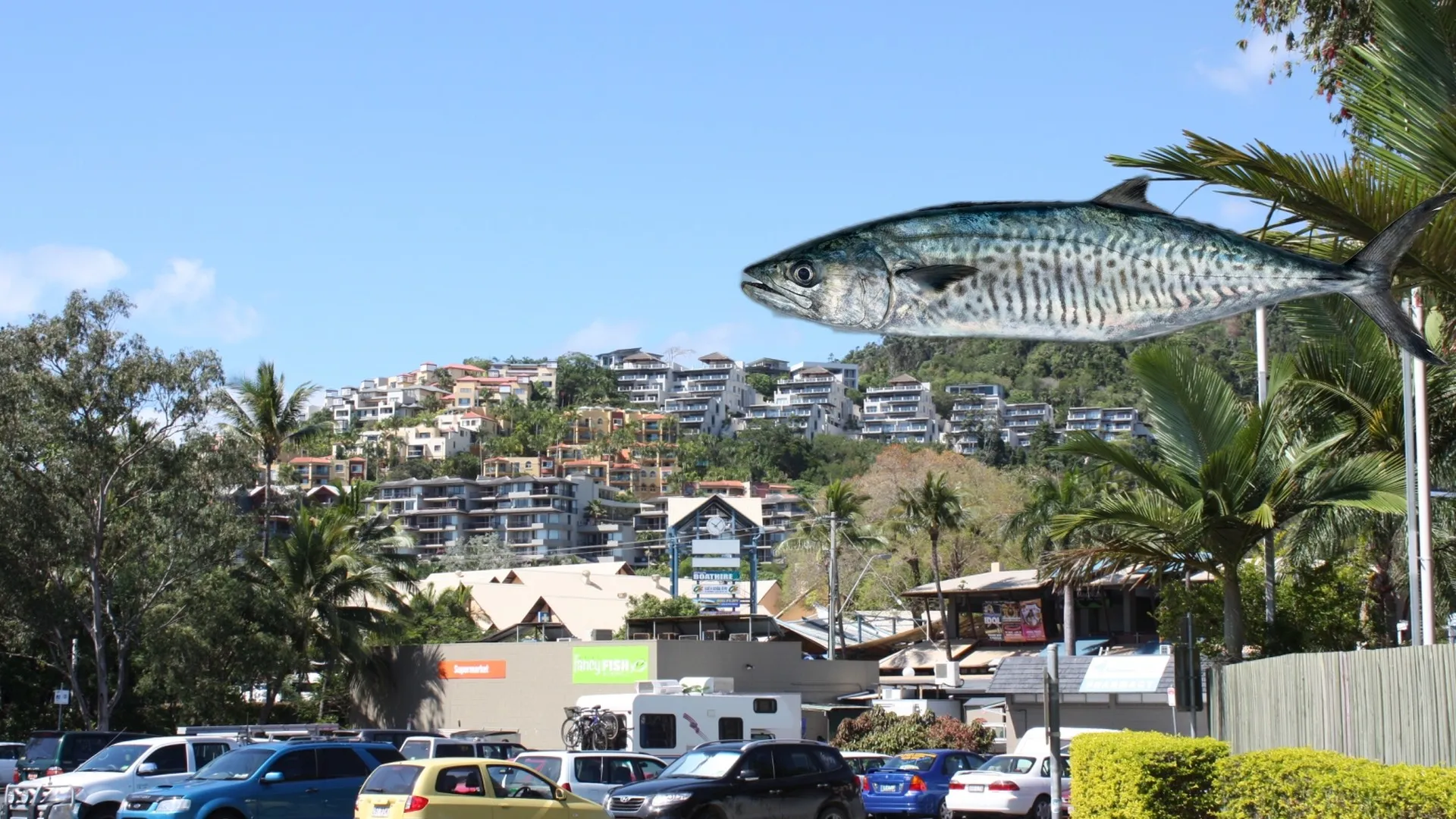 Anglers fishing for Spanish Mackerel at Airlie Beach Area
