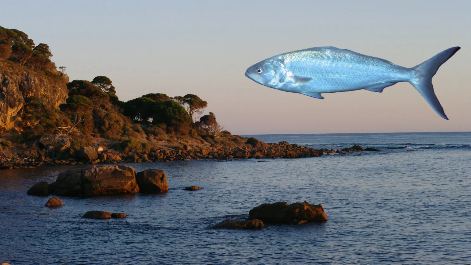 Anglers fishing for Australian Salmon at Bunker Bay