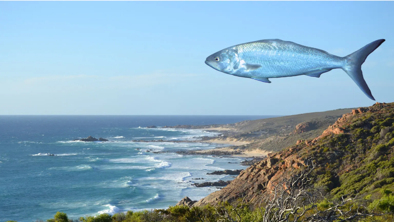 Anglers fishing for Australian Salmon at Dunsborough Cape Naturaliste