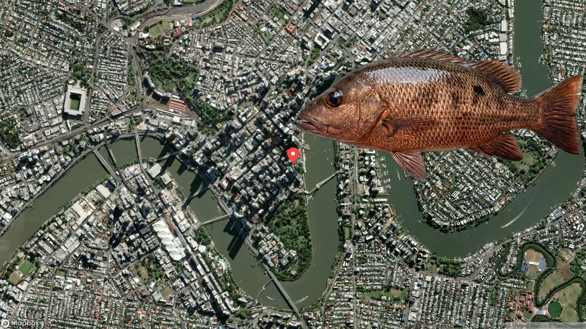 Angler fishing for Mangrove Jack in Gold Coast Canals
