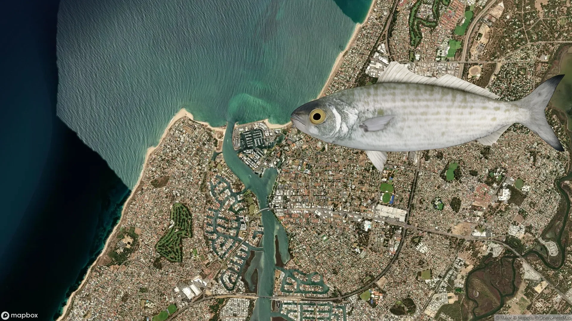 Angler catching Australian Herring at Mandurah Estuary channel