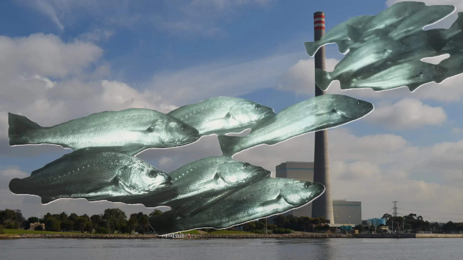 Jewfish patrolling the deep industrial water of Newcastle Harbour off Queens Wharf