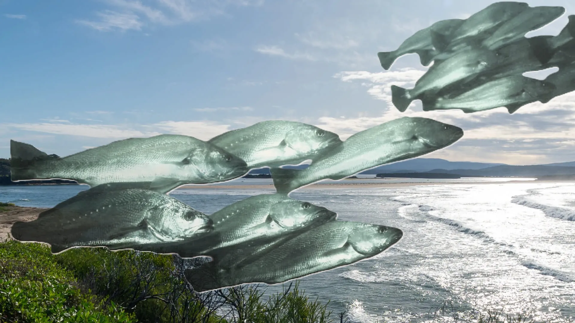 Mulloway holding in the deep holes of the Barwon River near the surf beach entrance at Barwon Heads