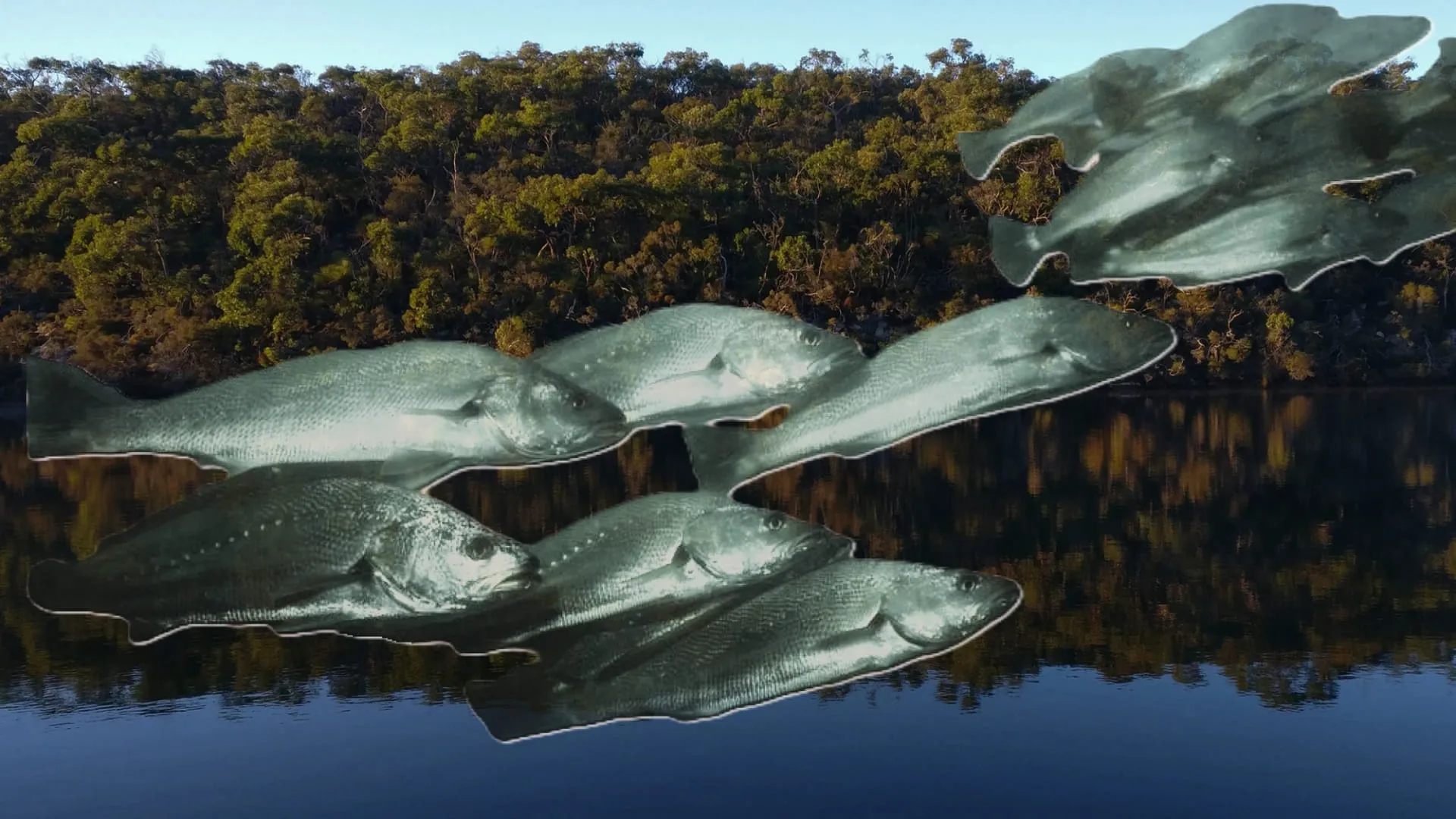 Mulloway patrolling the tannin-stained salt wedge of the forested Glenelg River