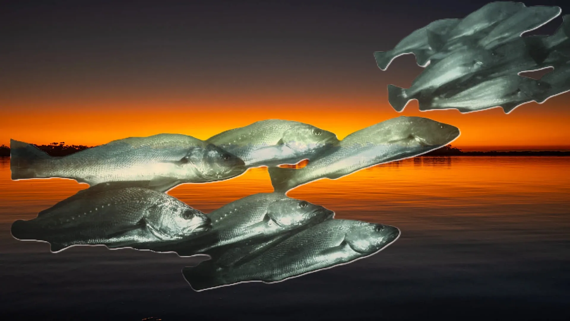 Mulloway cruising Mallacoota Inlet at sunset