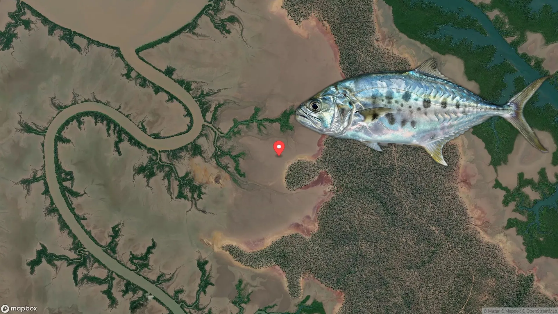 Anglers fishing for Queenfish at Raglan Creek