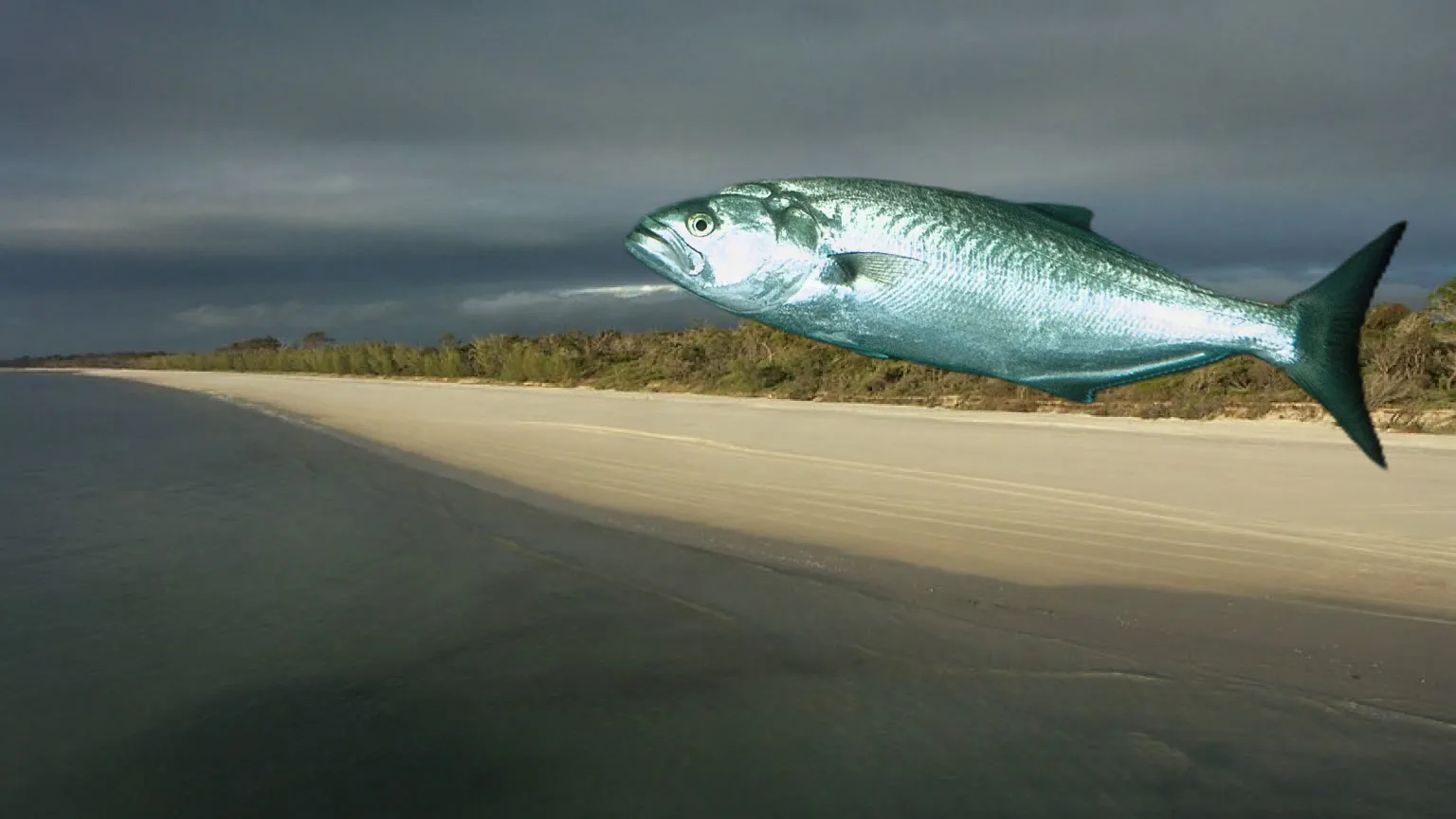 Illustration of a greenback tailor above the surf beach and storm sky of Fraser Island (K'gari), Queensland