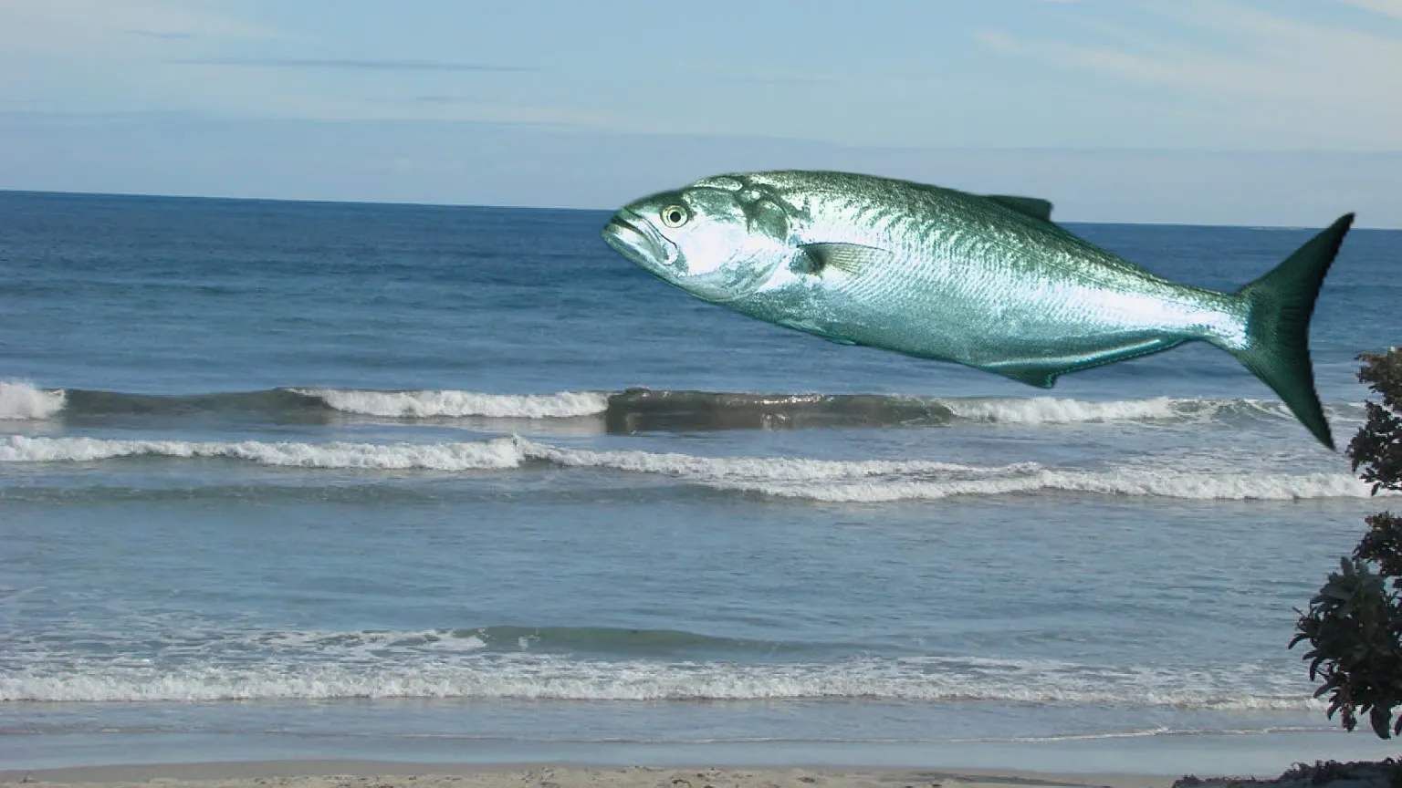 Illustration of a greenback tailor above breaking surf lines on a Geraldton beach, Western Australia
