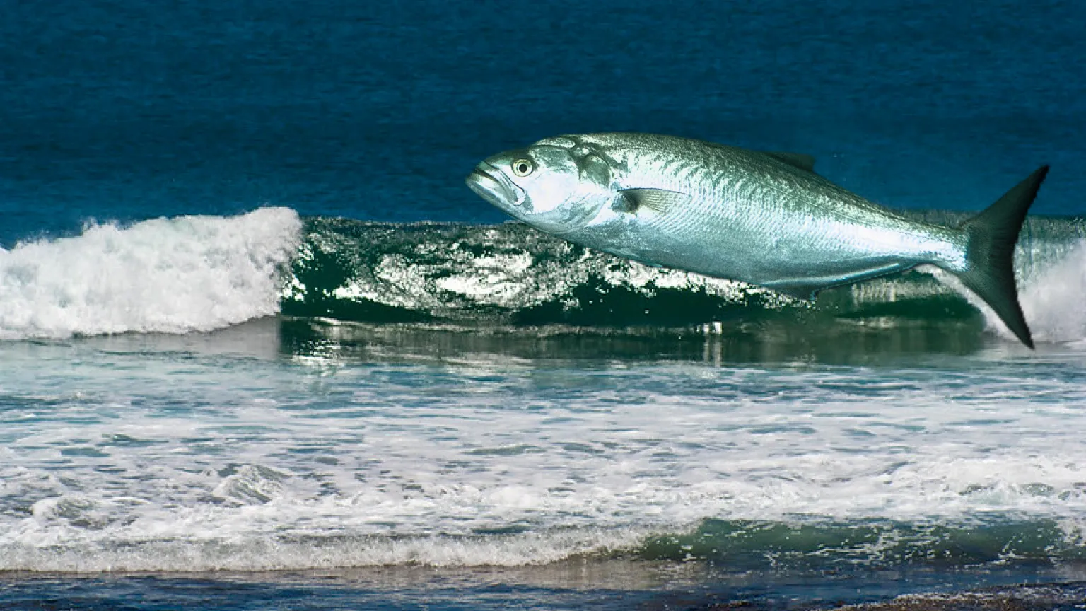 Illustration of a greenback tailor above a breaking wave on the Kalbarri surf coast, Western Australia