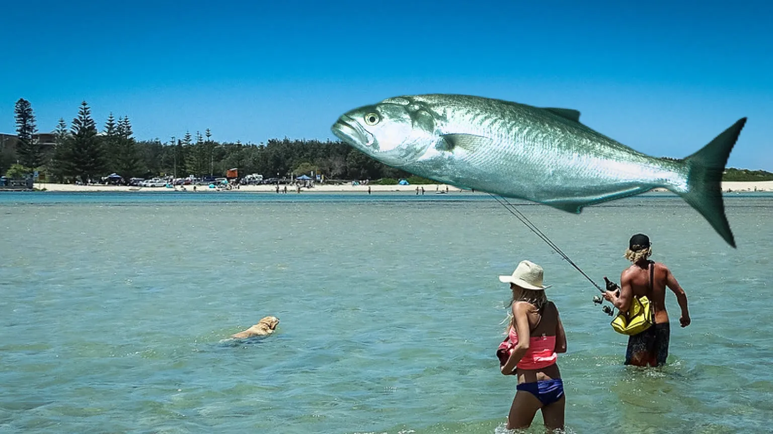 Illustration of a tailor above anglers wading the shallow entrance channel at Lakes Entrance, Victoria