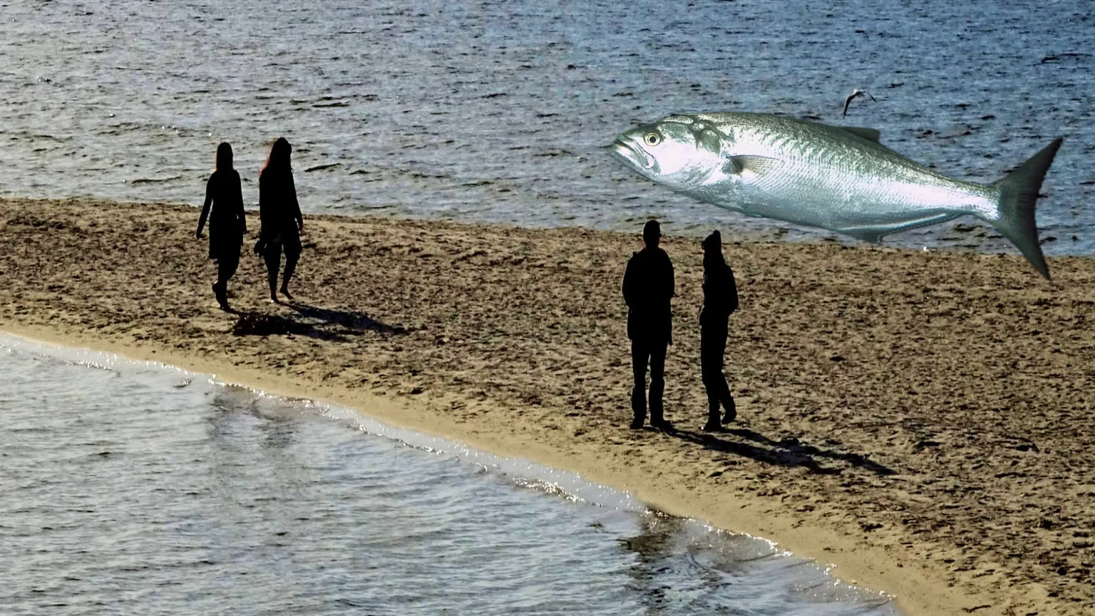 Anglers fishing for Chopper Tailor at Swan River